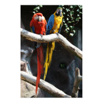 Macaws Poster posters