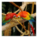 Macaws Poster posters by angrychick Macaws Poster posters