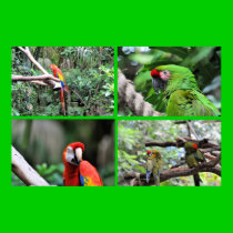 Macaws posters
