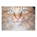 Macduff cards