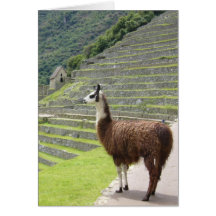 machu llama proud greeting card