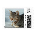 Mackeral Tabby Small Stamp