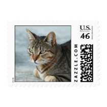 Mackeral Tabby Small Stamp