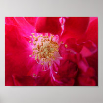 macro 86 print