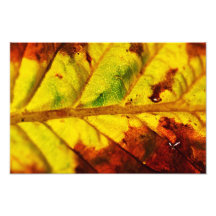 Macro Autumn Leaf