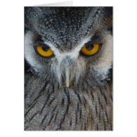 Macro Black and White Owl Greeting Cards