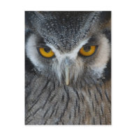 Macro Black and White Owl Post Card