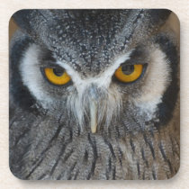 Macro Black and White Scops Owl Drink Coaster