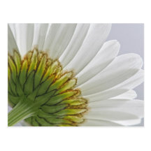 Macro Daisy Photo Post Cards