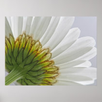 Macro Daisy Photo posters