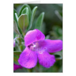 Macro False Foxglove Flower Greeting Cards