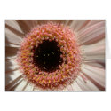 Macro Flower cards