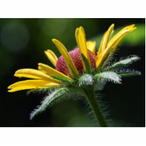 Macro Flowers Petals photo sculptures by lifesphere Macro Flowers Petals photo sculptures