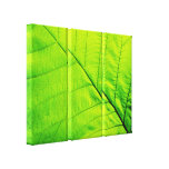 Macro Green Leaf Wrapped Canvas Canvas Print
