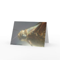 Macro Moth cards