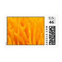 Macro Of Mushroom Postage Stamp