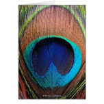 Macro Peacock Feather Rich Blues Photographic Greeting Card