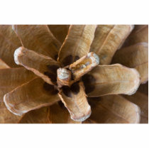Macro Photo Of A Pine Cone Photo Cut Out