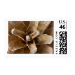 Macro Photo Of A Pine Cone Stamp
