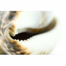 Macro Photo Of A Seashell photo sculptures by lifesphere Macro Photo Of A Seashell photo sculptures