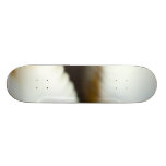 Macro Photo Of A Seashell Skate Board Deck