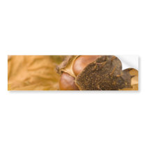 Macro Photo Of Brown Conker bumper stickers by lifesphere Macro Photo Of Brown Conker bumper stickers