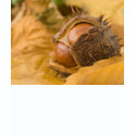 Macro Photo Of Brown Conker shirt