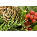 Macro Photo Of Cone On Advent Wreath Cut Out