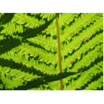 Macro Photo Of Fern 3 Cut Outs