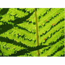 Macro Photo Of Fern 3 Cut Outs