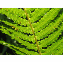 Macro Photo Of Fern 4 Photo Cutouts