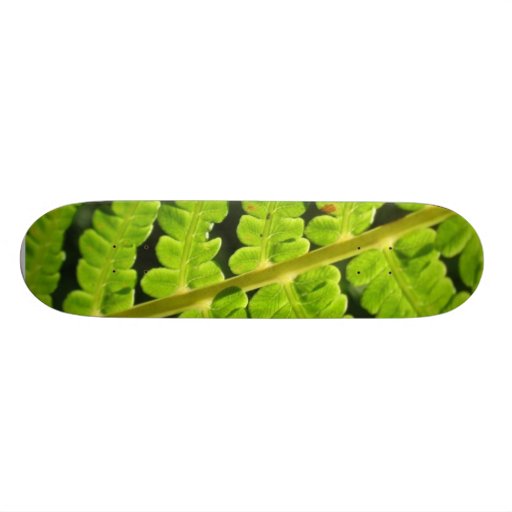 Macro Photo Of Fern 4 Skateboards