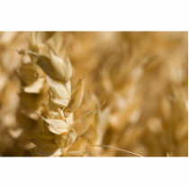 Macro Photo Of Yellow Grain photo sculptures by lifesphere Macro Photo Of Yellow Grain photo sculptures