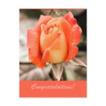 Macro photo orange rose congratulations postcards
