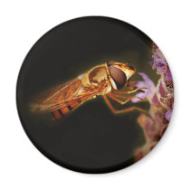 Macro photography entomologist magnets