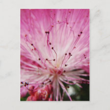 Macro Pink Bottlebrush postcard