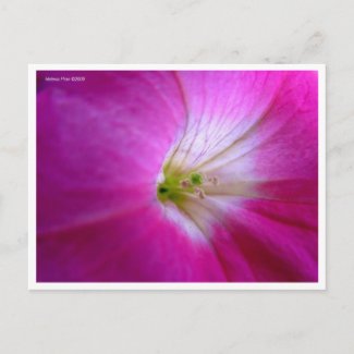 Macro Pink Flower Postcard postcard