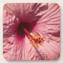 Macro Pink Hibiscus Flower Coaster