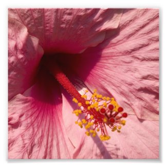 Macro Pink Hibiscus Flower Photo Print