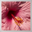 Macro Pink Hibiscus Flower zazzle_print