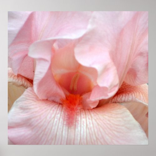 Macro Pink Magicial Encounter Iris Poster zazzle_print