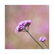 Macro Purple and Pink Flowers Gallery Wrap Canvas