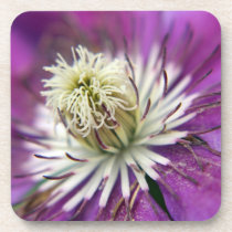Macro Purple Clematis Flower Beverage Coaster