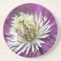 Macro Purple Clematis Flower Beverage Coaster