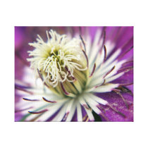Macro Purple Clematis Flower Canvas Prints
