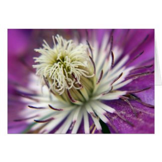 Macro Purple Clematis Flower