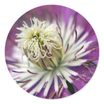 Macro Purple Clematis Flower Sticker
