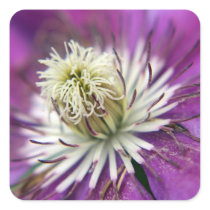 Macro Purple Clematis Flower Sticker