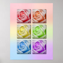 Macro Rainbow Roses Print