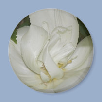 Macro Shot of White Tulip magnets